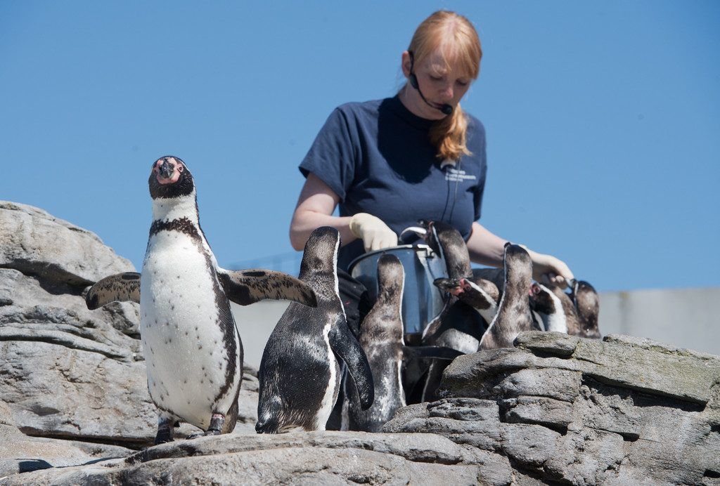 Pinguine sollen zum Hörtest