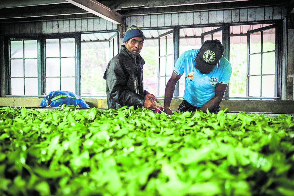 Ceylon Tee direkt aus der Fabrik