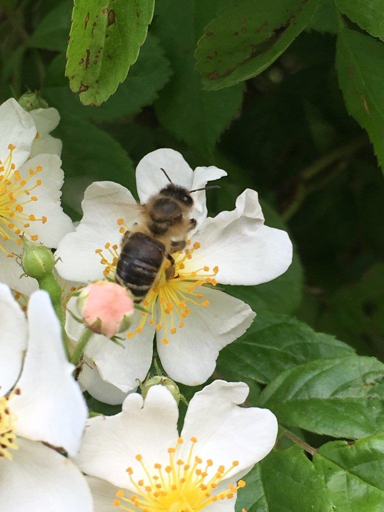 Exkursion: Ein Wildbienengarten in der Schule