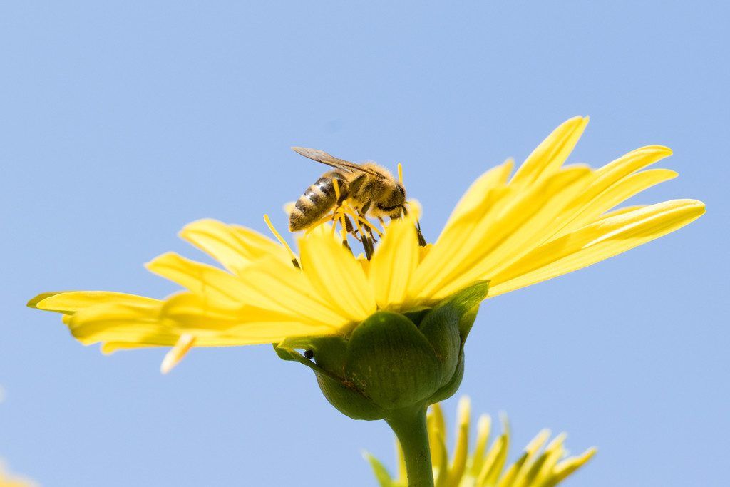 Die Folgen des Insektensterbens