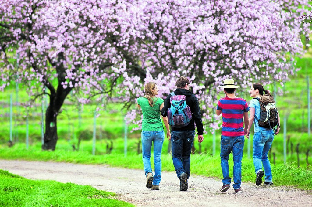 Pfälzer Mandelpfad für Wanderer