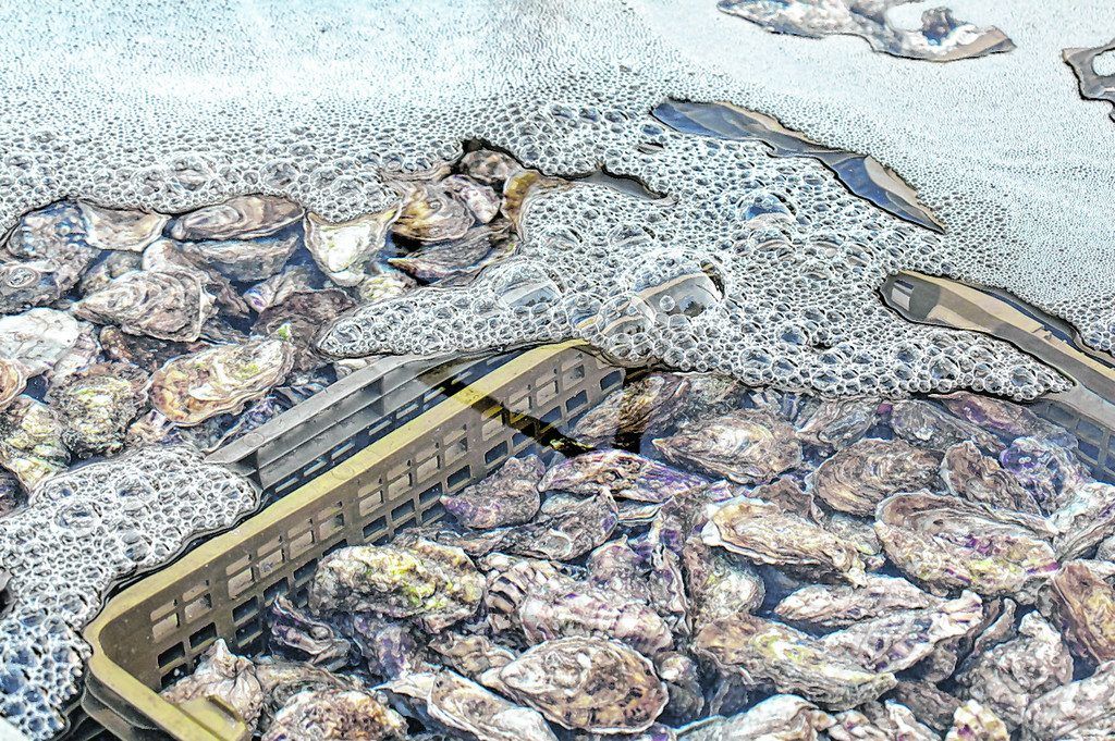 Erlebnis für Liebhaber von Schalentieren