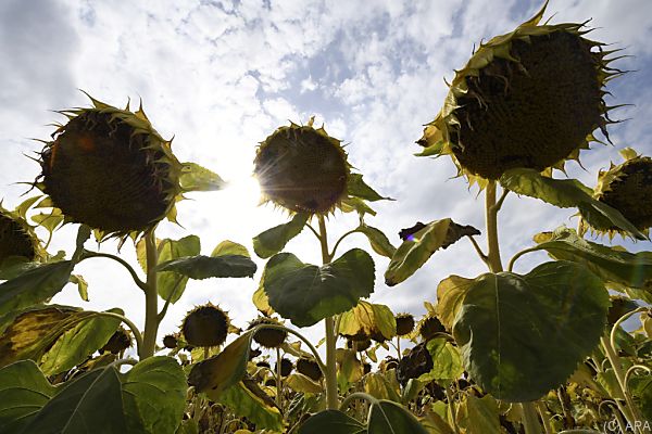 Vergangener Monat war zweitwärmster August weltweit
