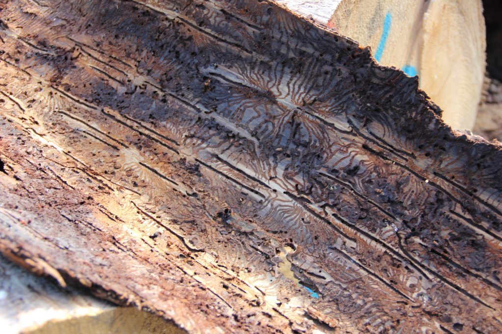 Der Wald steht mit dem Rücken zur Wand