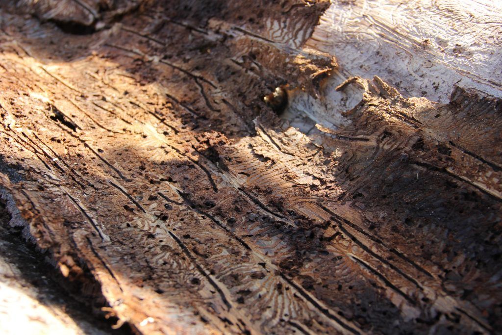 Der Wald steht mit dem Rücken zur Wand