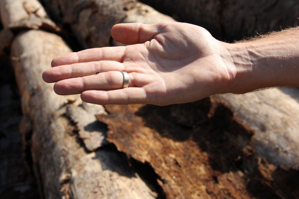 Der Wald steht mit dem Rücken zur Wand