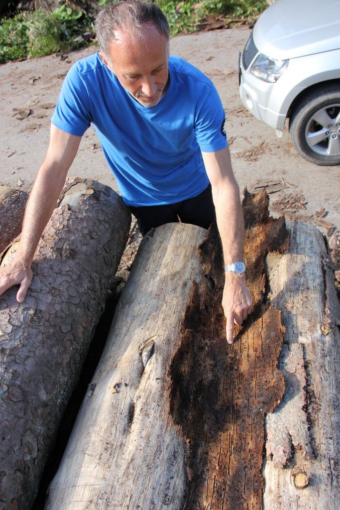 Der Wald steht mit dem Rücken zur Wand