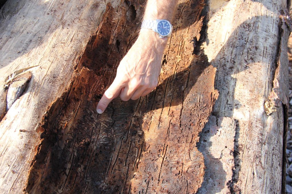 Der Wald steht mit dem Rücken zur Wand
