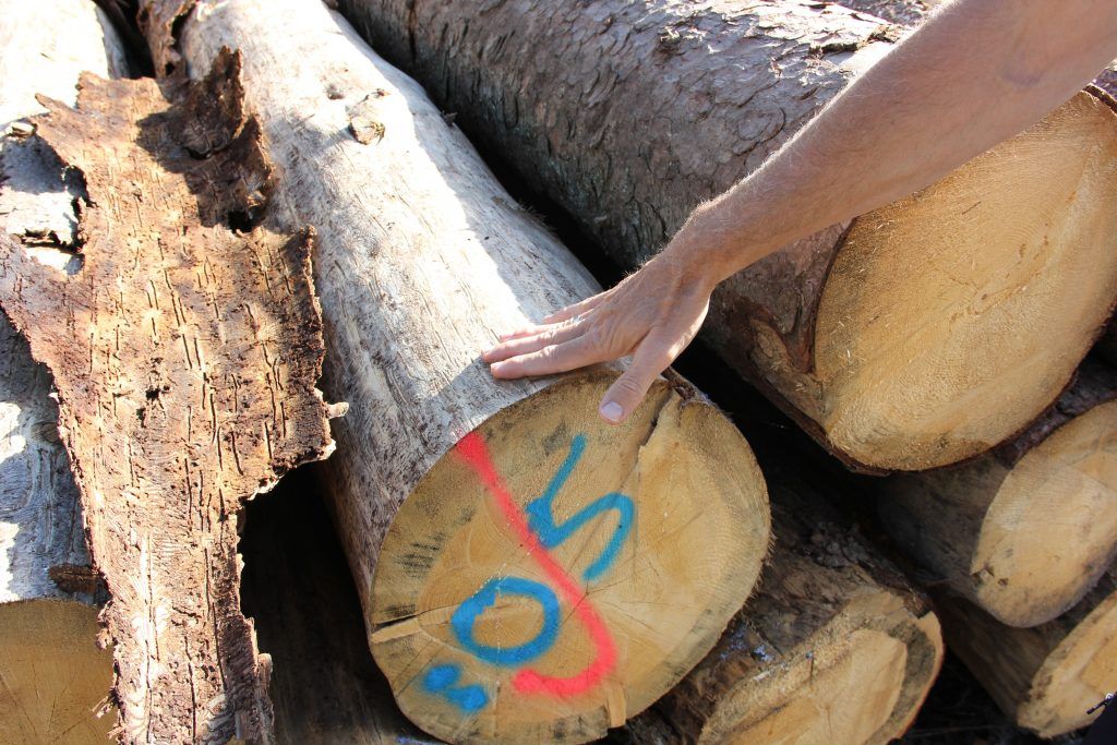 Der Wald steht mit dem Rücken zur Wand