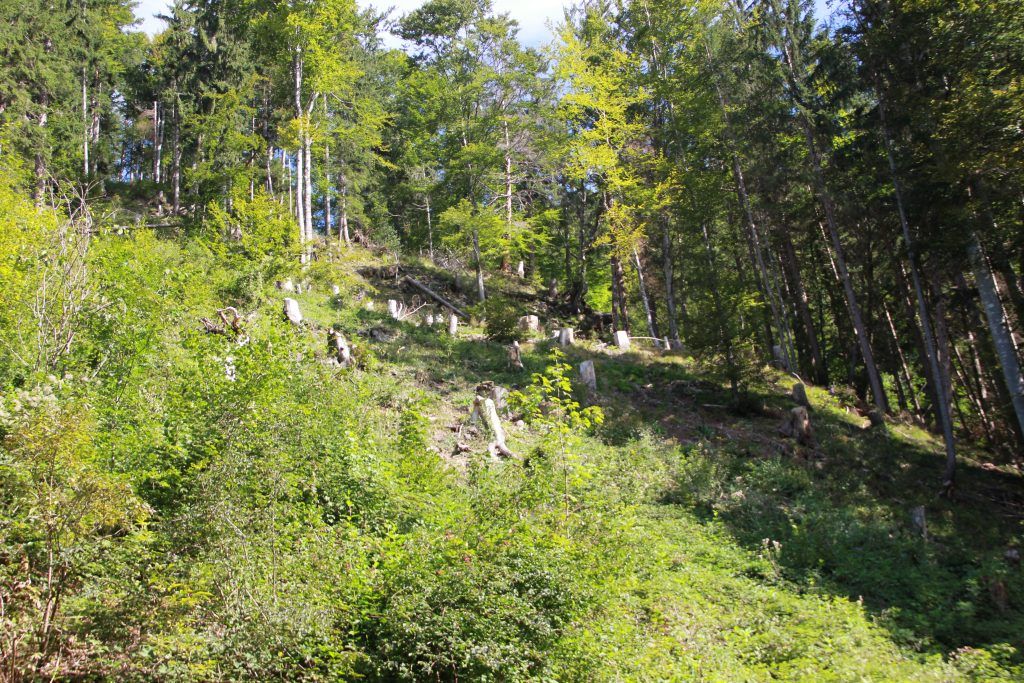Der Wald steht mit dem Rücken zur Wand