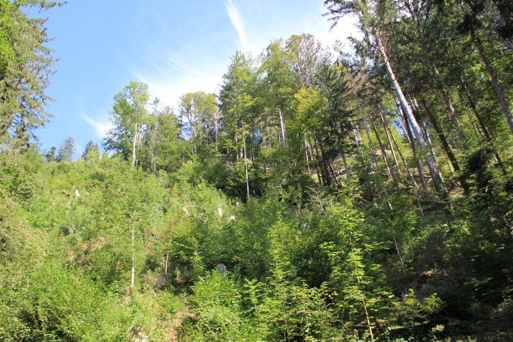 Der Wald steht mit dem Rücken zur Wand