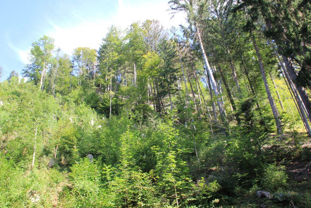 Der Wald steht mit dem Rücken zur Wand