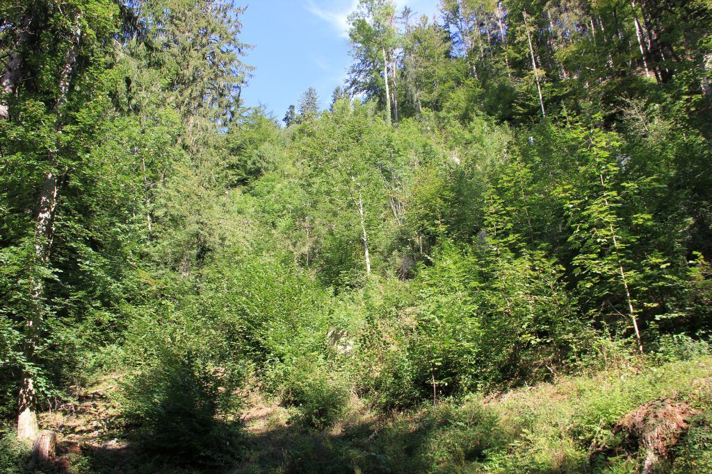 Der Wald steht mit dem Rücken zur Wand