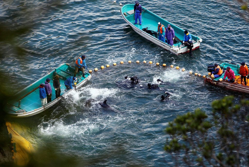 Japan macht wieder Jagd auf Delfine