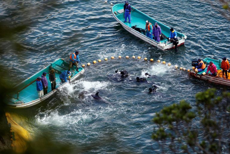 Die Fischer treiben die Delfine in der Bucht zusammen. Reuters