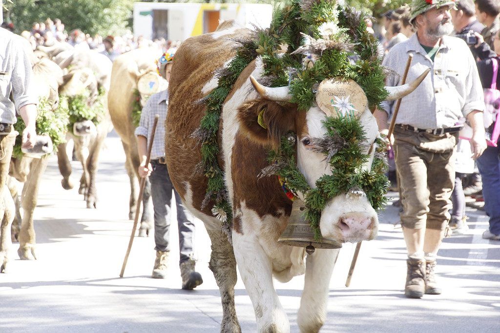 Erster Alpabtrieb  am Samstag