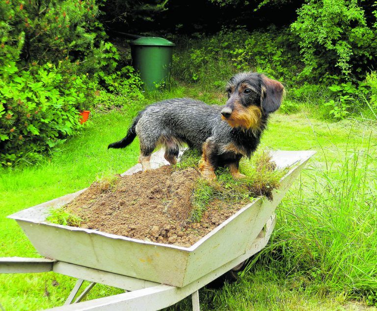 Gartenarbeit Auch wenn das Haustier mithilft: Bäume, die stark in die Höhe wachsen, und ausladende Sträucher sollten nicht zu nahe an der Grenze stehen.foto: M. Großmann_pixelio.de