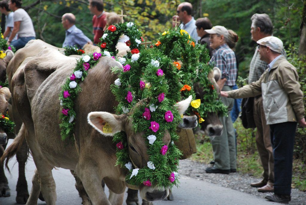 Ende der Sommerfrische – die Alpabtriebe beginnen