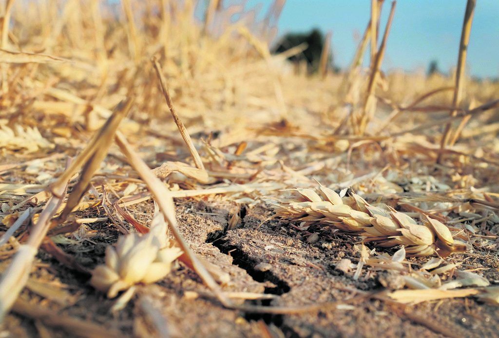 Klimawandel bedroht Weizenversorgung