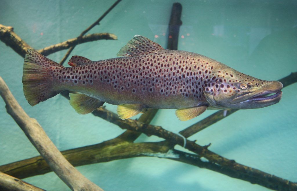 Klimawandel gefährdet Seeforellen im Bodensee