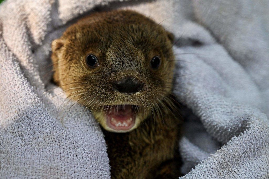 Kleiner Baby-Otter