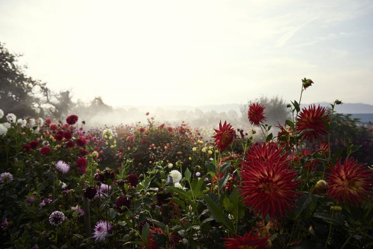 Die Dahlienschau – ein Blütenmeer aus rund 7000 Dahlien und 800 verschiedenen Sorten. hari pulko