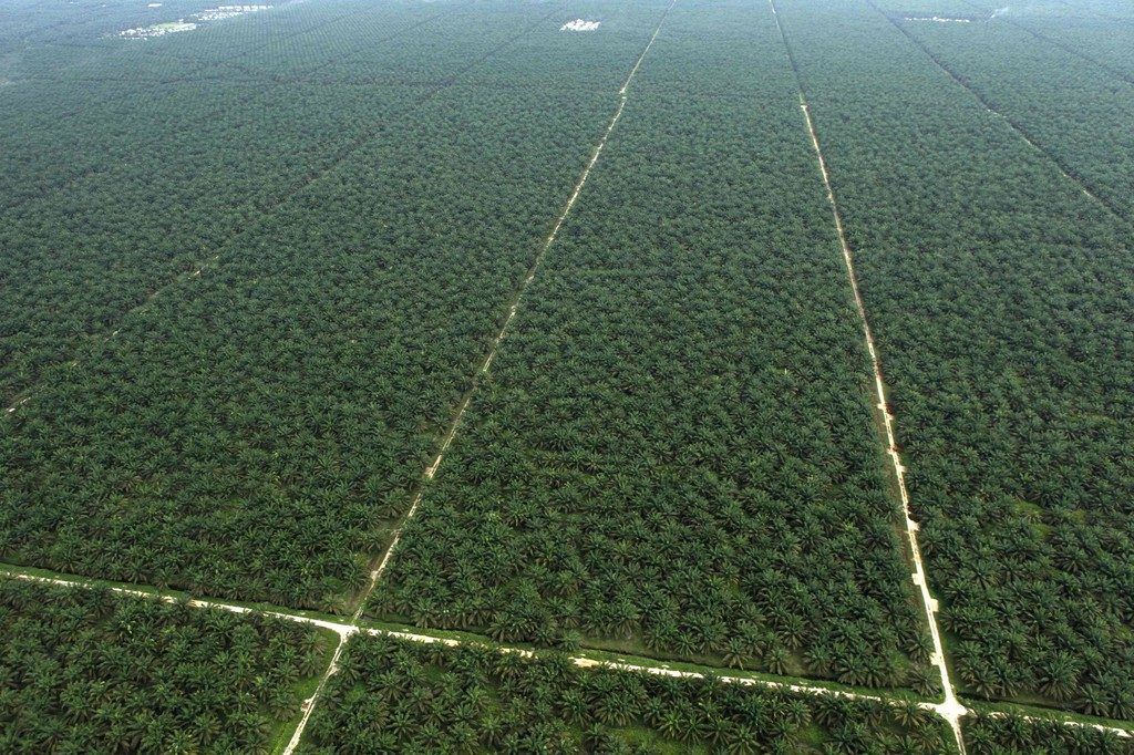 Rattenjagende Affen machen Palmölproduktion nachhaltiger
