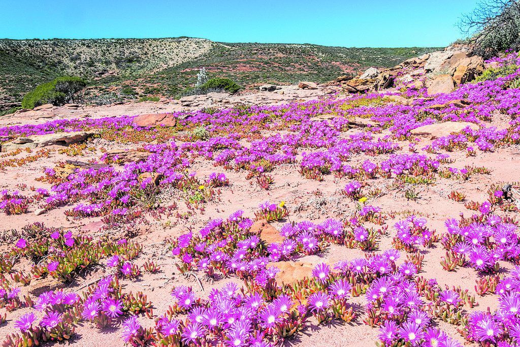 Ein Meer an Wildblumen