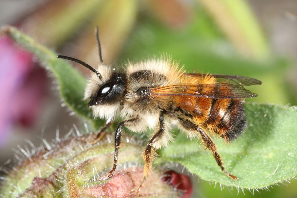Einsatz für die Bienen auch im Winter