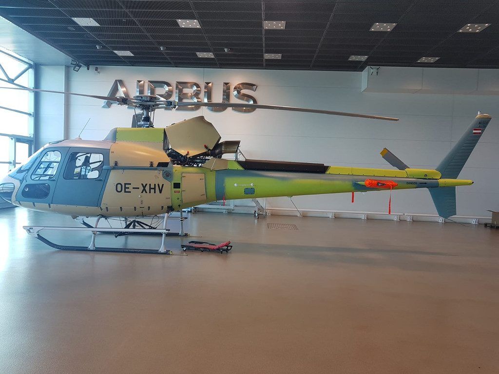 Ein neues Eichhörnchen