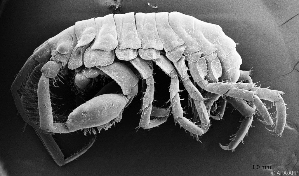 Neue Krustentierart in riesigem Fisch entdeckt