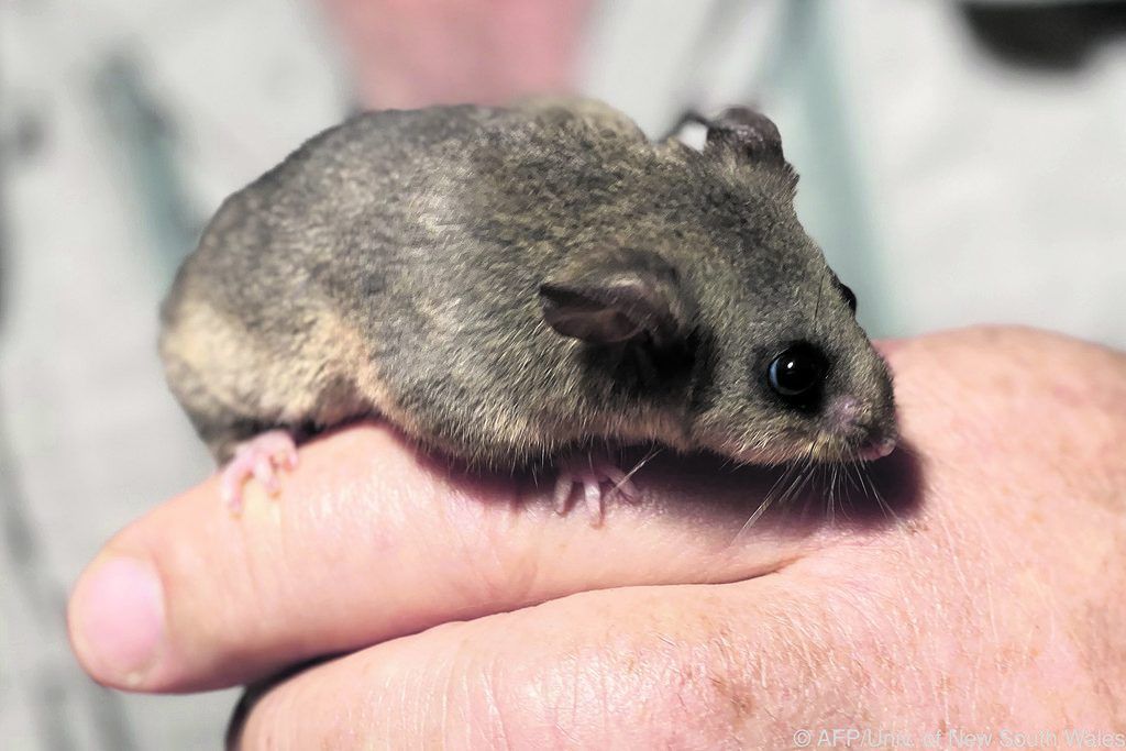 Australischer Bergbilchbeutler vom Aussterben bedroht