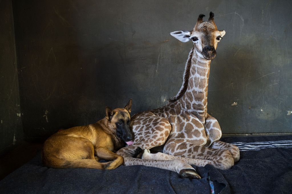 Tierische Freunde Vorarlberger Nachrichten VN at