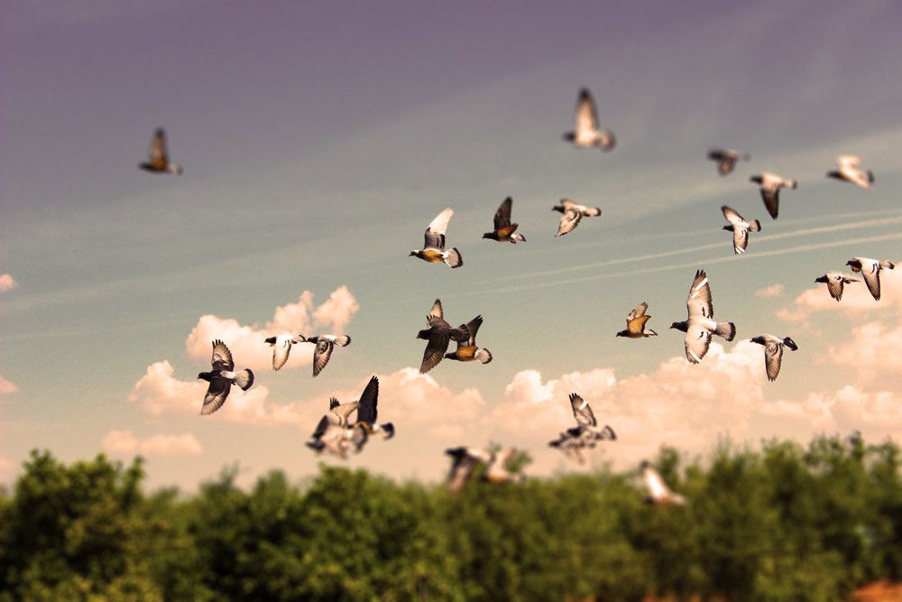 Jetzt online: Die Zukunft des Taubensports