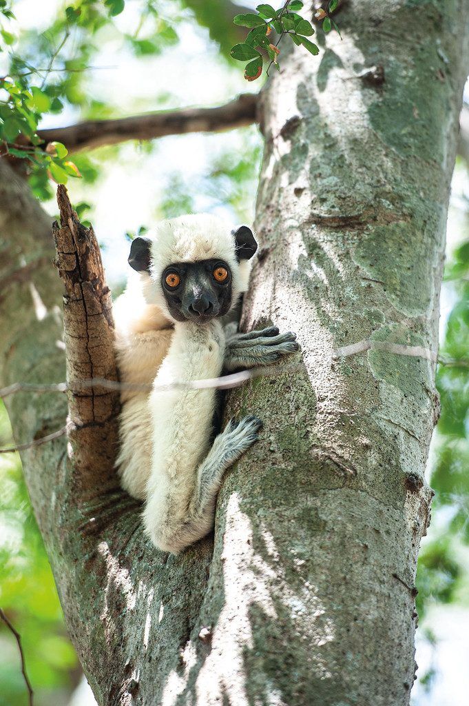 Lemuren: einzigartig auf Madagaskar