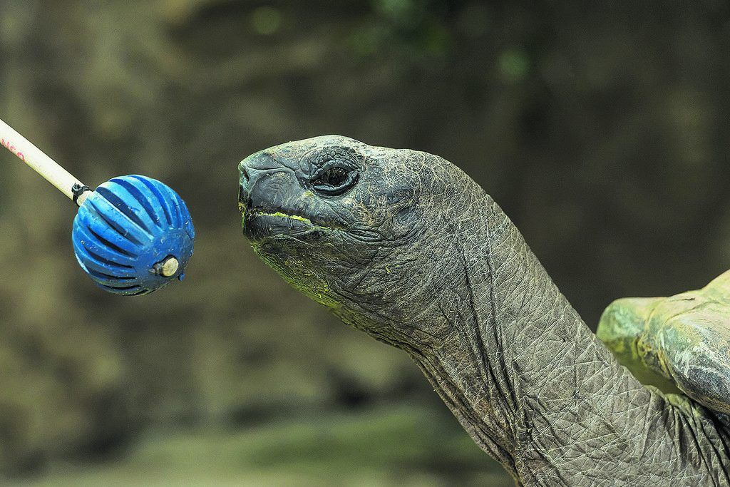 Riesenschildkröten sind lernfähig und haben langes Gedächtnis