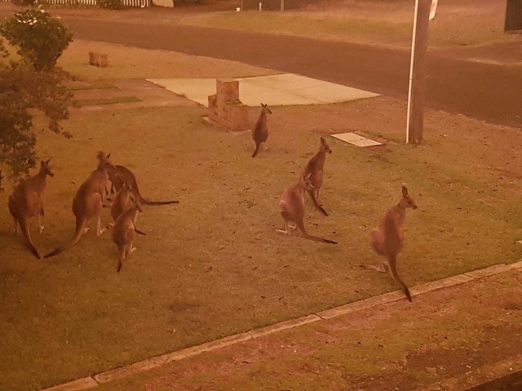 Buschfeuer in Australien: Millionen Tiere getötet