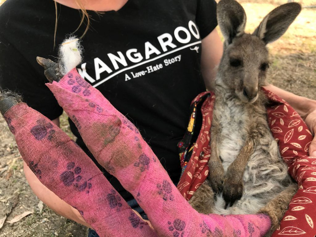 Größter Buschbrand in Australien unter Kontrolle