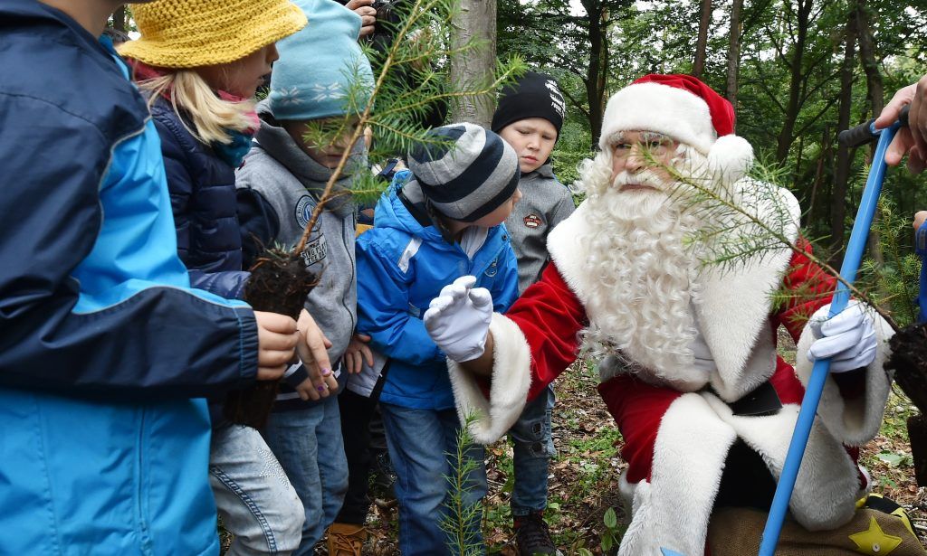 Vorarlbergs Wald freut sich auf ein neues Mitglied