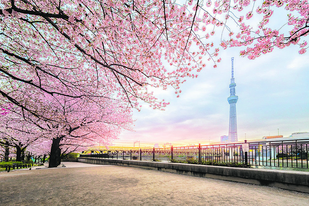 Japan zur Kirschblüte im Frühjahr