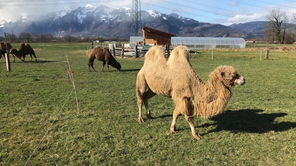 Trampeltiere auf Winterurlaub in Rankweil