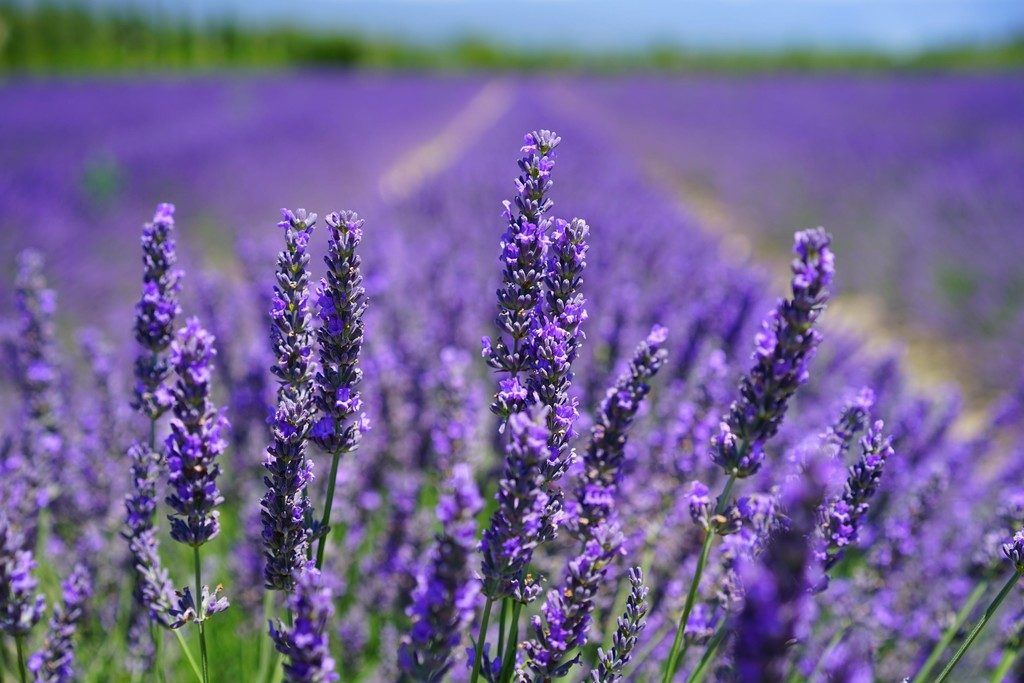 Lavendel vor den Vorhang