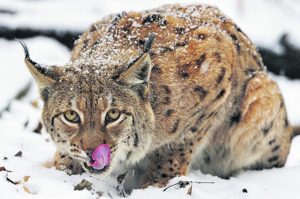 Wissenschafter vermessen Europas Säugetierlandkarte neu