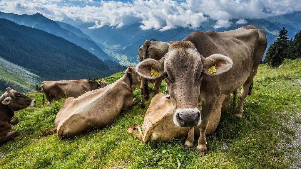 Ausländisches Alpvieh darf nach Vorarlberg