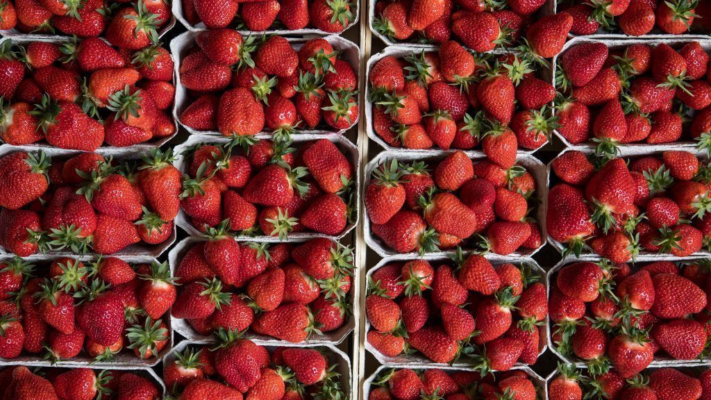 Wer pflückt heuer die Erdbeeren bei Kargs?