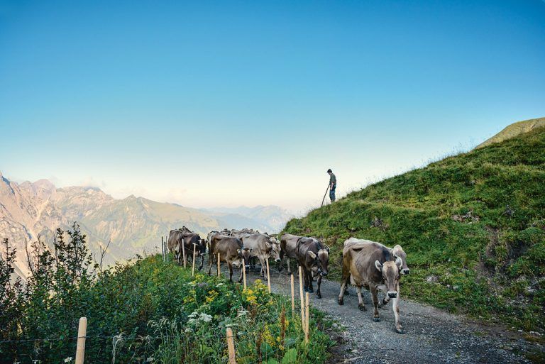 Die Vorarlberger Landwirte und Lebensmittelproduzenten sorgen für Grundversorgung und Wertschöpfung. Konsumenten können das unterstützen. Fa