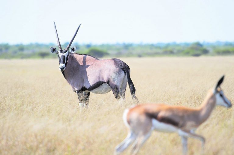 Eine Oryx-Antilope (hinten) und ein Impala im hohen Gras.Beate Rhomberg (5)