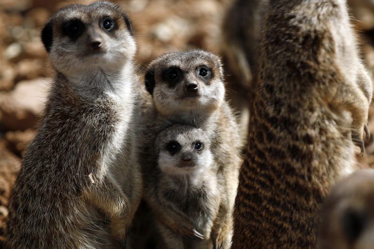 Beschützt von seinen Artgenossen, fühlt sich das kleine Erdmännchen sicher. ap