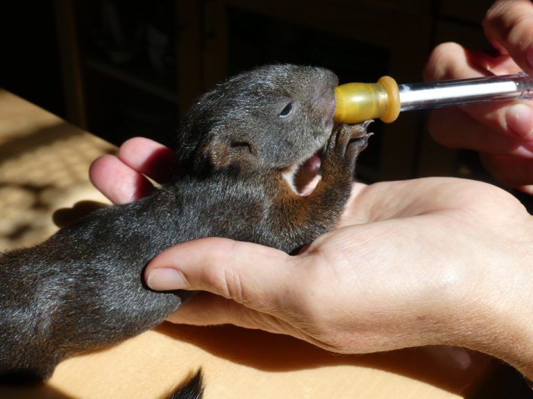 Ob Spatz, Fledermaus, Igel oder Eichhörnchen (Bild). Bei der Wildtierhilfe herrscht ganzjährig Hochbetrieb.
