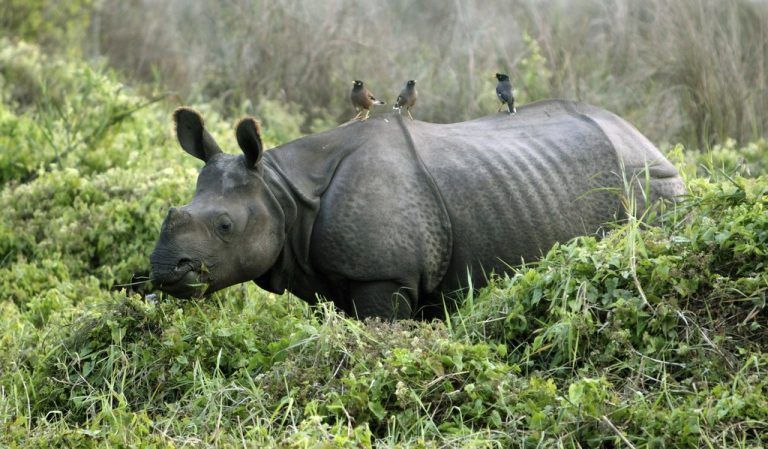 Oft sitzen Rotschnabel-Madenhacker auf dem Rücken von einem Nashorn. rts